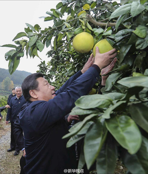 習(xí)近平品水果:夸獎(jiǎng)獼猴桃“味道很好”