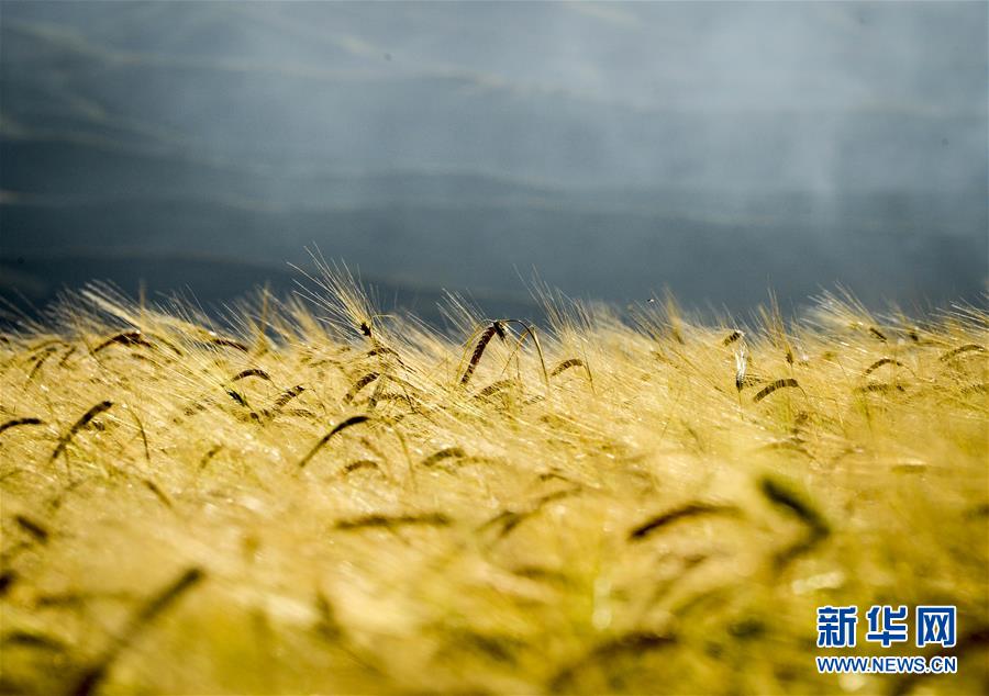 (新華全媒頭條·豐收的味道·圖文互動(dòng))(4)豐收,九月的味道